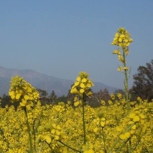 Black Mustard (Brassica nigra)