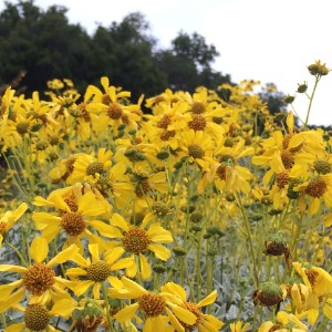 Brittlebrush (Encelia farinosa)