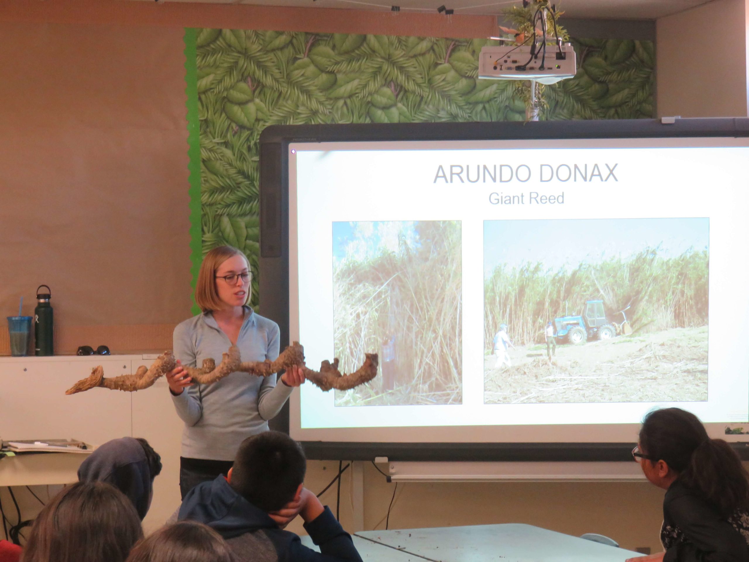 SCRC staff member explaining the biology of a Arundo donax rhizome.