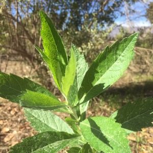 Mugwort (Artemisia douglasiana)