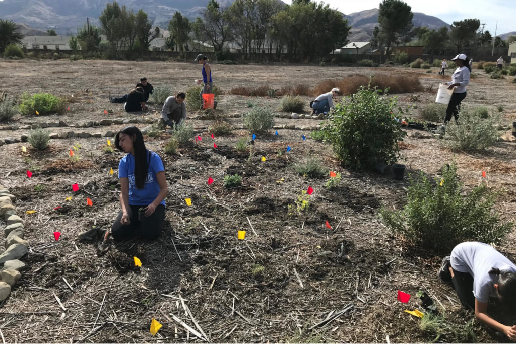 Volunteers removing invasive weeds