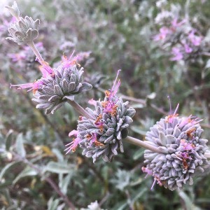 Purple Sage (Salvia leucophylla)