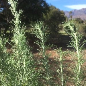 Sagebrush (Artemisia californica)