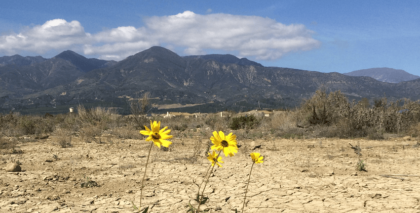 Yellow Flower with mountains in background