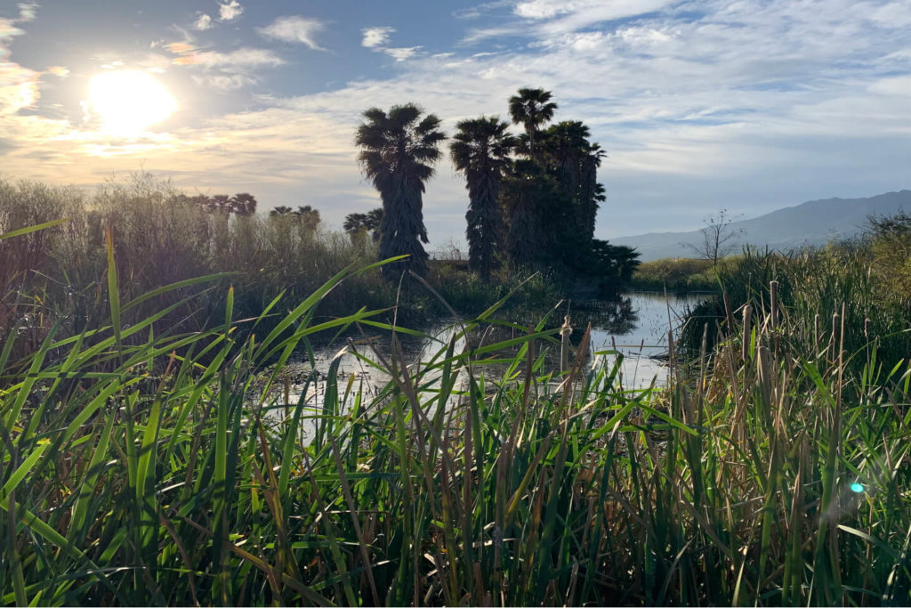 Sespe Cienega North Oasis