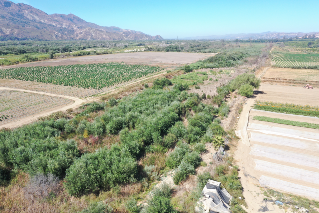 Aerial view of farmland and riparian habitat at the Santa Clara River Artesian Site Habitat Restoration Project