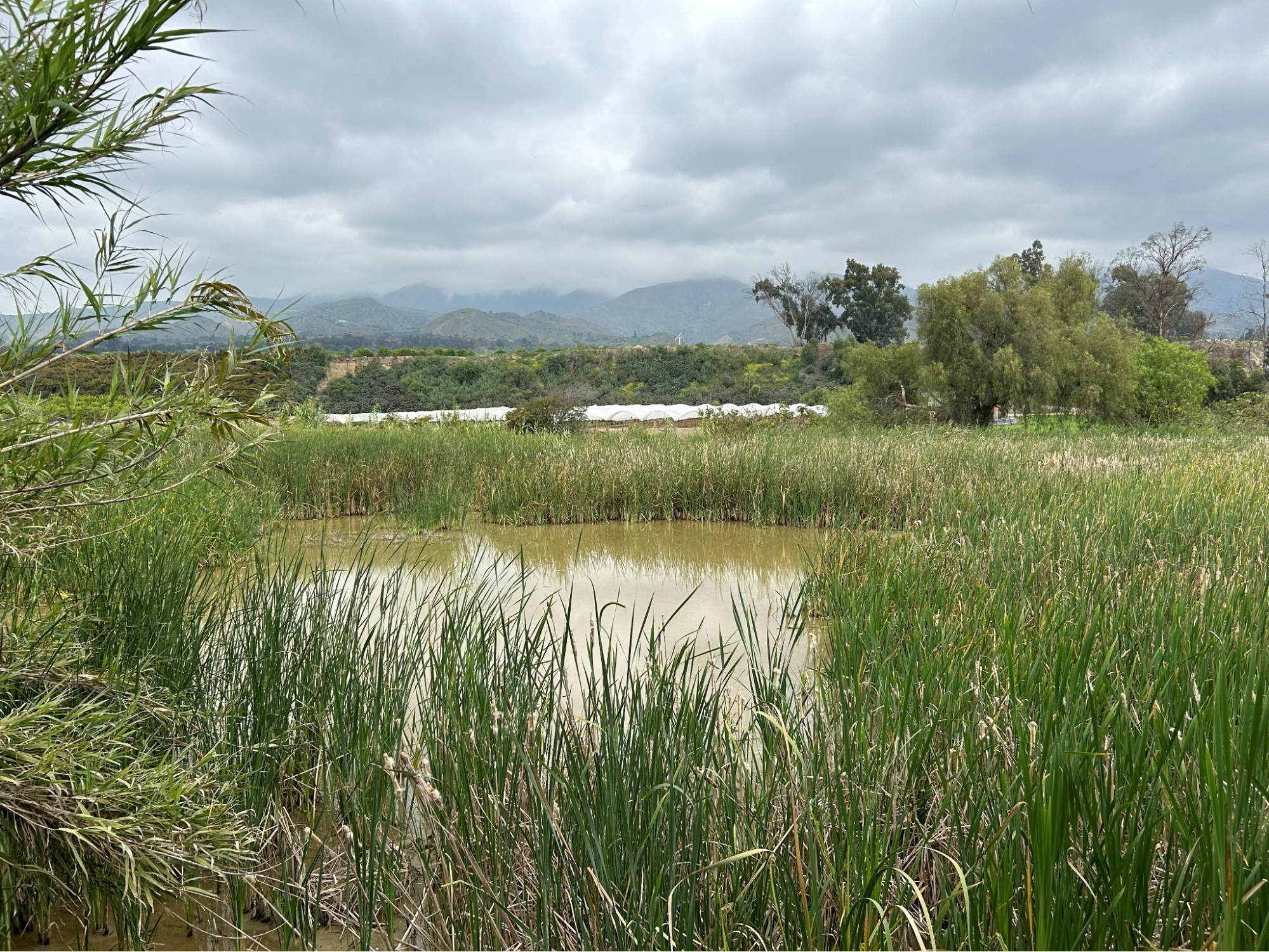 Wetland pond with reeds along the Santa Clara River and mountains under a cloudy sky